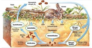 Nitrogen Cycle- Steps and Significance