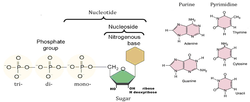 核酸 - 核苷和核苷酸