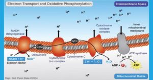氧化磷酸化和ETC