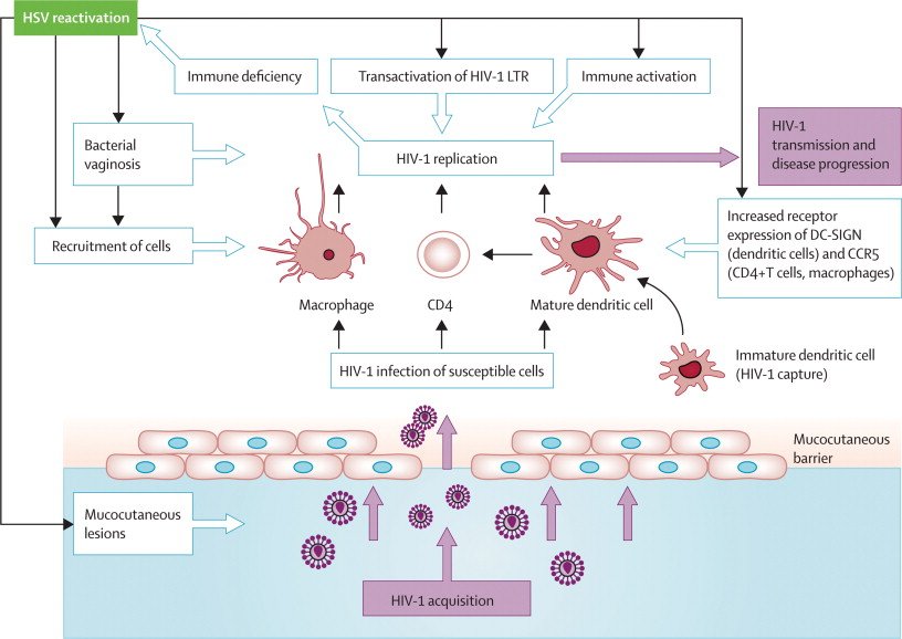 单纯疱疹病毒1 (HSV-1)的发病机制