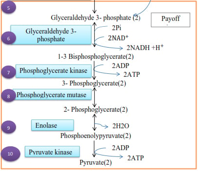 Pay-off phase of glycolysis