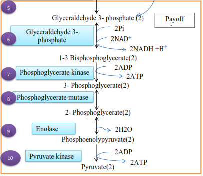 Pay-off phase of glycolysis