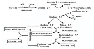磷酸戊糖途径