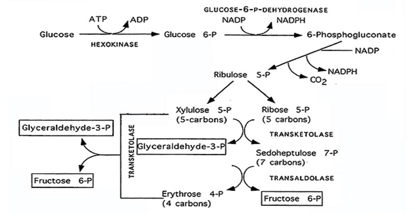 磷酸戊糖途径