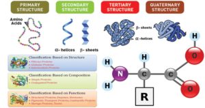 蛋白质-性质，结构，分类和功能