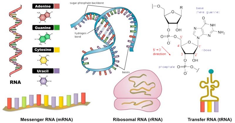 RNA-性质，结构，类型和功能