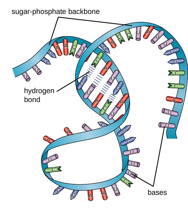 RNA二级结构