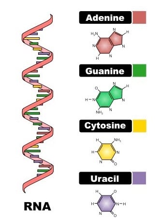 RNA结构