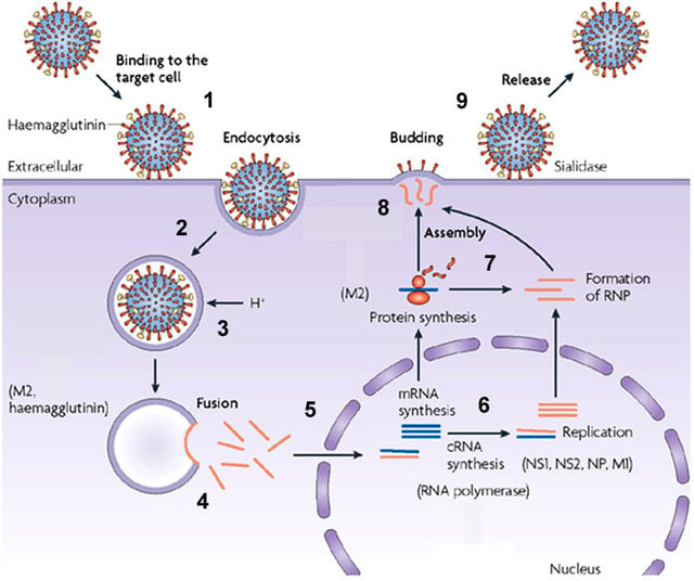 A型流感病毒细胞核内的复制
