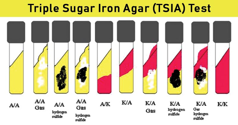  TSIA 