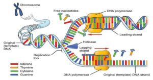 DNA复制的步骤