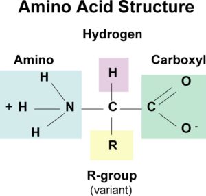 氨基酸的结构