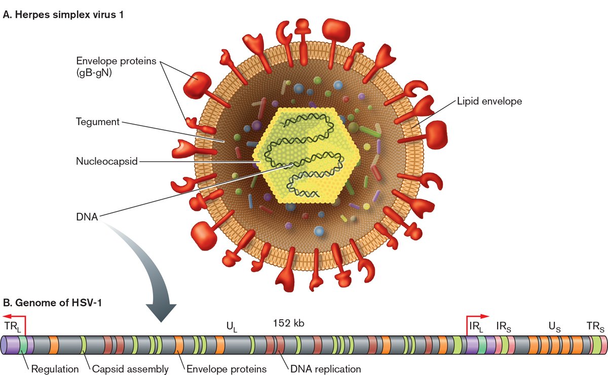 单纯疱疹病毒1的结构（HSV-1）
