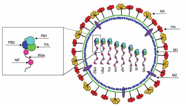 甲型流感病毒的结构