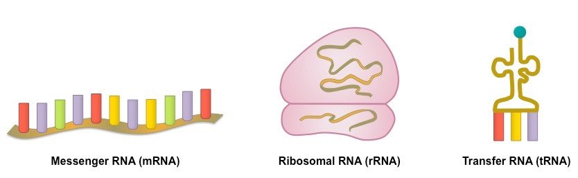 类型的RNA