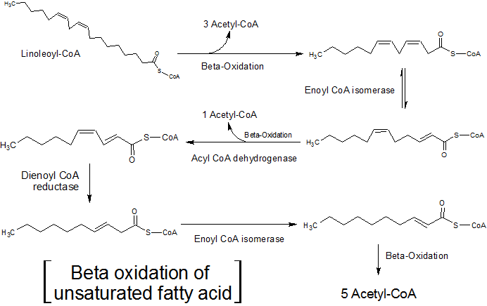 unsaturated_fatty_acid-_beta_oxidation