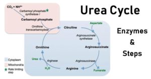 尿素循环-酶和步骤