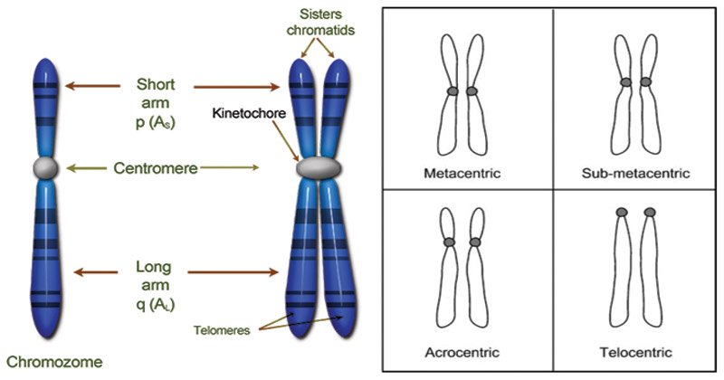 染色体-结构，类型和功能