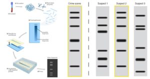 DNA指纹打印 - 原理，方法，应用