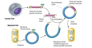 基因克隆-要求，原理，步骤，应用