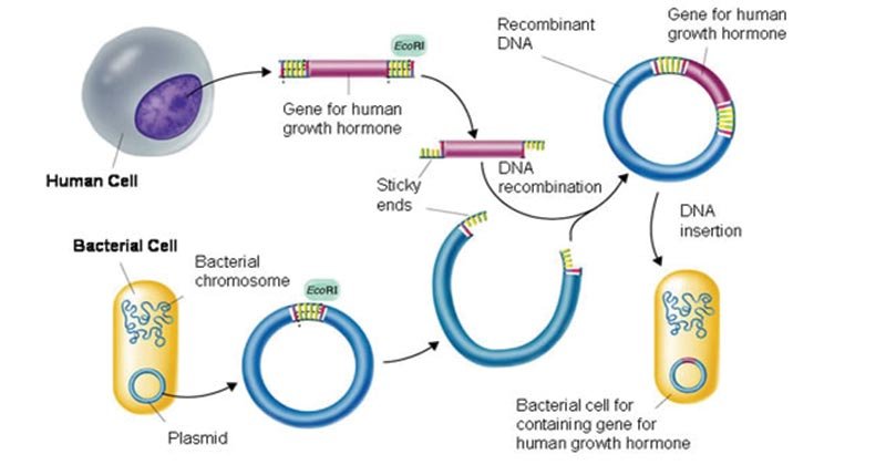 基因克隆 - 要求，原则，步骤，应用