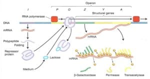 Lac Operon