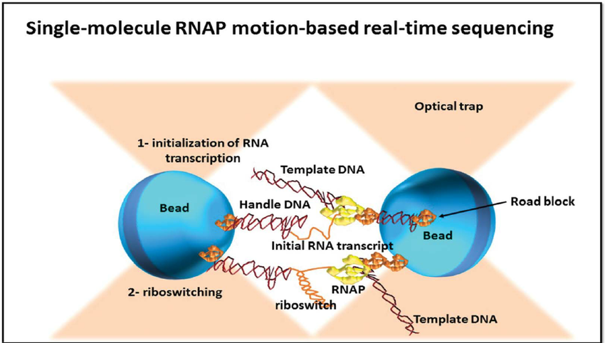 单分子实时测序(RNAP)