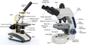 复式显微镜