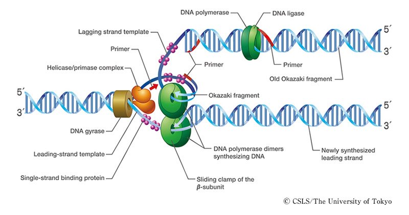 DNA复制