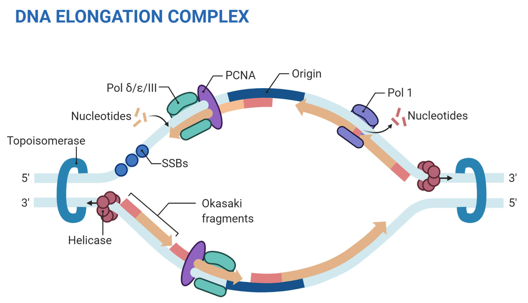 DNA Replisome(真核复制)