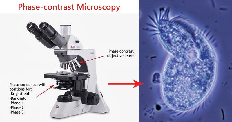 相位对比度显微镜