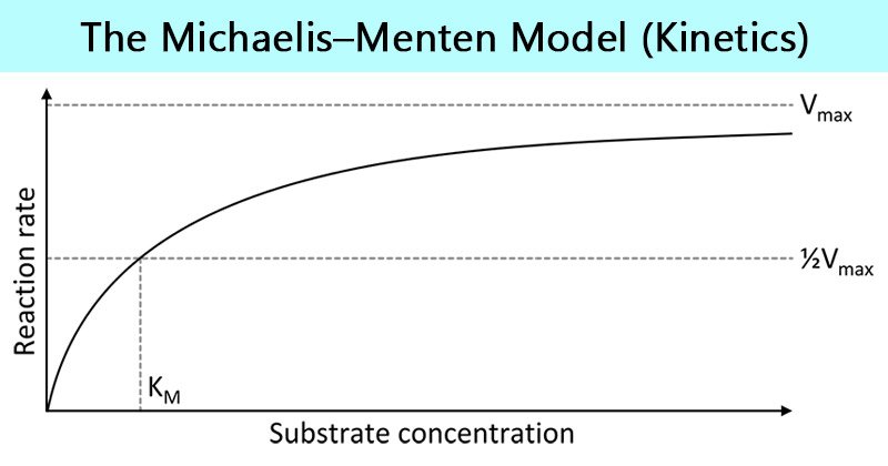 Michaelis-Menten模型
