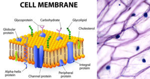 细胞(质)膜