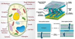 细胞壁(植物、真菌、细菌)