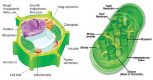 Chloroplasts- Structure and Functions