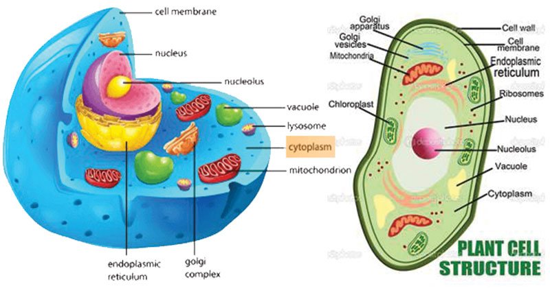 细胞质-结构，成分，性质，功能