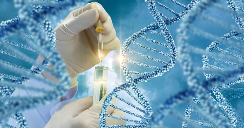 真核DNA隔离方案