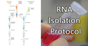 RNA隔离协议