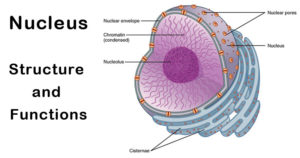 细胞核-结构与功能
