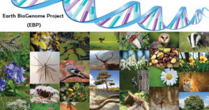 地球生物基因组计划(EBP)