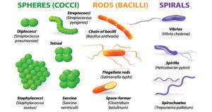 细菌的形态分类