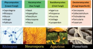 真菌的分类