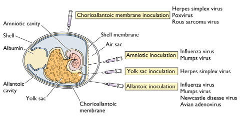 胚胎蛋