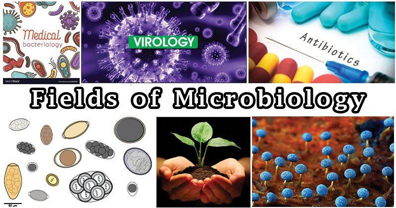微生物学的领域