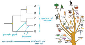 如何构建系统发育树
