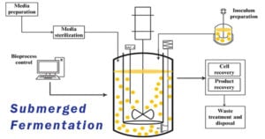 Submerged Fermentation