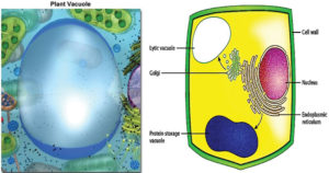液泡的结构、类型和功能