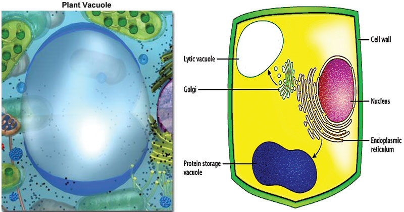 液泡-结构，类型和功能