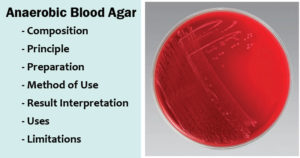 Anaerobic Blood Agar