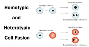 细胞融合 - 类型和意义